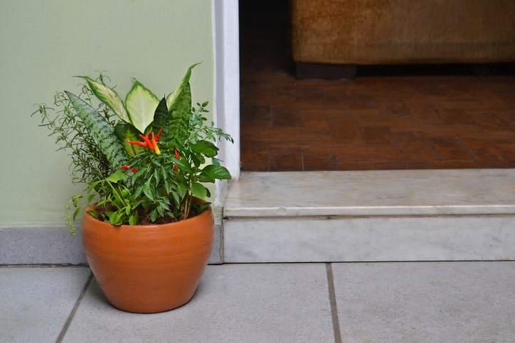 「運気をアップするために置かれた観葉植物の画像」